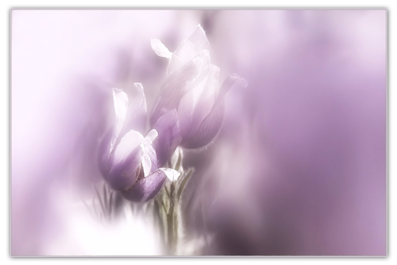 Dreamy by Marlene Smith